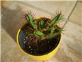 euphorbia